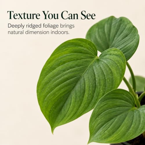 Philodendron Peru Live Plant - Rare Textured Indoor Trailing Houseplant - Image 2