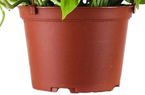 Shop Succulents | Vining Collection | Hand Selected, Air Purifying Easy Care Live Indoor/Outdoor Pothos Devil's Ivy House Plant - Image 3