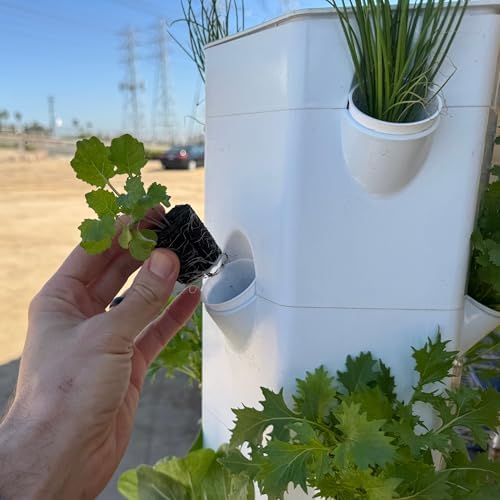 Collard Seedlings: Ready-to-Plant, Starts, Starters, Plugs, Garden Ready, Live Plants, Transplants, Pre-Sprouted, Soil & Hydroponic Gardens (6 seedlings) - Image 4