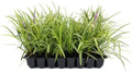 Variegated Liriope | 30 Live Plants | Liriope Muscari Variegata | Ornamental Ground Cover Plants | Evergreen Foliage by FloridaFoliage
