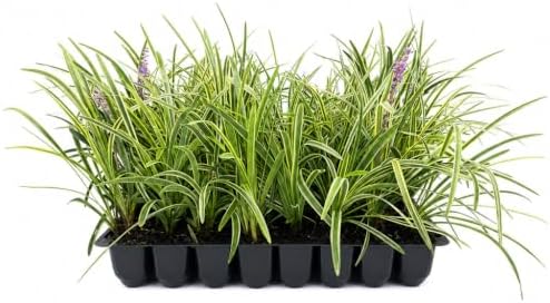 Variegated Liriope | 3 Live Plants | Liriope Muscari Variegata | Ornamental Ground Cover Plants | Evergreen Foliage by FloridaFoliage