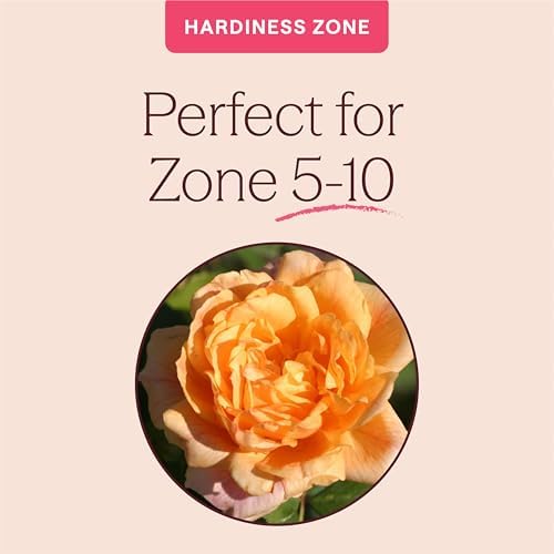 Heirloom Climbing Roses, Live Own Root Plant, Garden Sun™ - Image 5