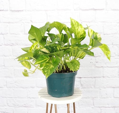 Live Golden Pothos, Indoor Vining Plant, Easy to Grow, 6" Pot - Image 2