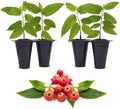 Jamaican Cherry Tree (4 Pack) Strawberry Tree | Live Plant for Sale | Easy to Grow Plants | Edible Fruit Plant for Sustainable Living | Grow Your Food on Your Edible Organic Garden by FamPlants