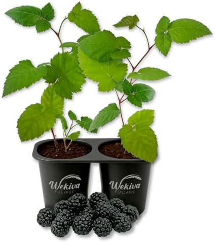 Chester BlackBerry Plant - 2 Live Starter Plants - Rubus - Edible Fruit Bearing Bush for Patio and Garden by WekivaFoliage