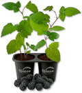 Big Daddy BlackBerry Plant - 2 Live Starter Plants - Rubus - Edible Fruit Bearing Bush for Patio and Garden by WekivaFoliage