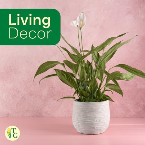 Live Peace Lily Plant, Spathiphyllum, Low Light, Easy to Grow, 4" Pot - Image 5