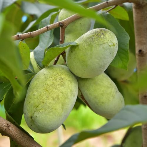 Pawpaw Tree Plant Live, Paw Paw Fruit Tree, 6-12 Inch Tall - Image 5