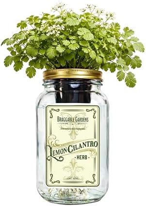 Lemon Cilantro Indoor Herb Garden Kit – Mason Jar Hydroponic Grow Kit – Windowsill Countertop Herb Planter – Grow Fresh Cilantro Indoors by BraggableGardens