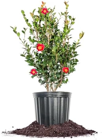 Perfect Plants Yuletide Sasanqua Camellia, 1 Gallon, Live Plant by PerfectPlantsNursery