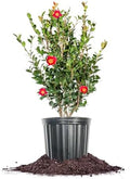 Perfect Plants Yuletide Sasanqua Camellia, 1 Gallon, Live Plant by PerfectPlantsNursery