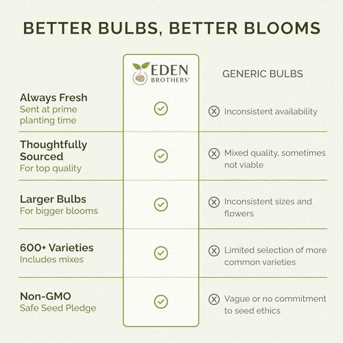 Eden Brothers Ranunculus Bulbs - Champagne - Image 3