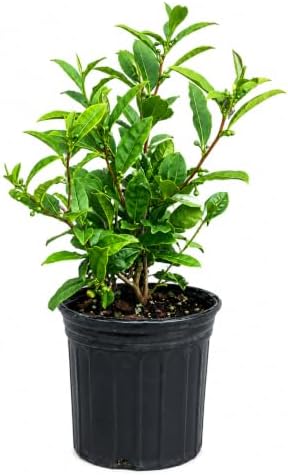 Tea Plant (Camellia sinensis) - 10-18" Tall Live Plant - Gallon Pot - Image 2