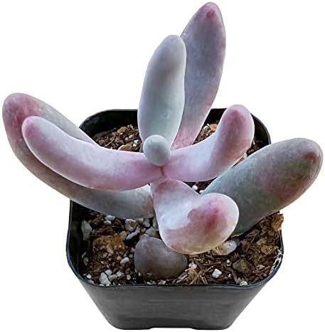 Sprout N Green x Pachysedum Ganzhou Live Mini Succulent Plant by SproutNGreen