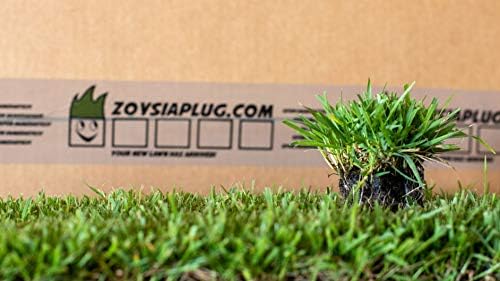 Zoysia Plugs - 50 Full & Lush Grass Plugs | Mature Roots | Individually Grown - Image 3