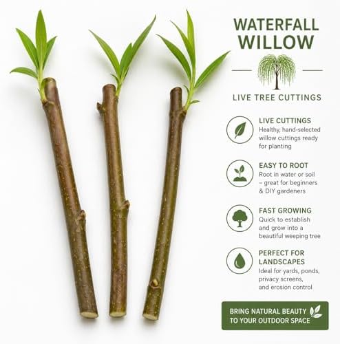 Waterfall Willow Tree Cuttings to Grow (2 Cuttings) – Live Weeping Willow Starts for Planting – Fast Growing Ornamental Landscape Tree – Easy to Root Hardwood Cuttings - Image 4