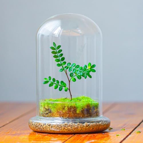 NCYP Glass Cloche Dome with Air Hole and Base, 5.9 x 5.9 x 8.2 Inches - Image 6