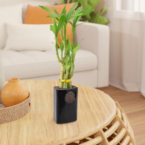 Arcadia Garden Products 5-Stem Lucky Bamboo, Live Indoor Plant in Contour II Ceramic Planter for Home, Work, or Gift, Black ***Cannot Ship to Hawaii*** - Image 6