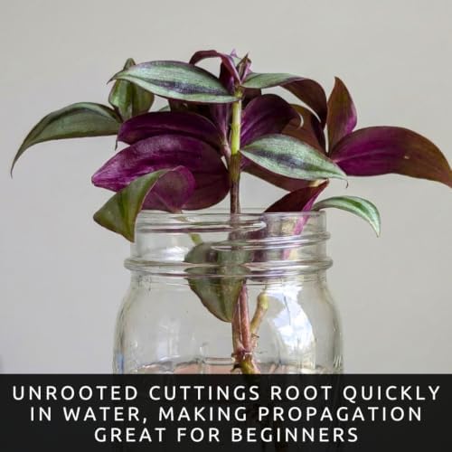 Tradescantia Live Plant Cuttings, Indoor Wandering Jew Cuttings, 5 Zebrina - Image 3