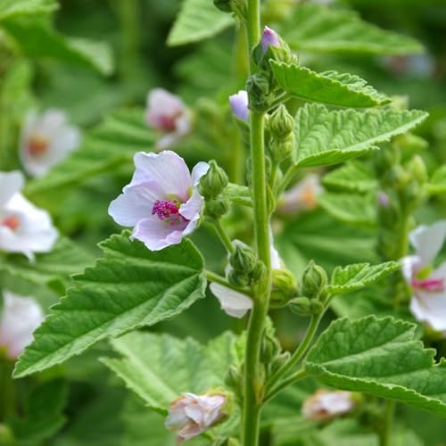 Banyan Botanicals Organic Marshmallow Seeds – Althaea officinalis – Grow Marshmallow Root for Your Home Apothecary or for Marshmallow Root Tea – 50 Count – Open Pollinated Non-GMO Easy-to-Grow - Image 5