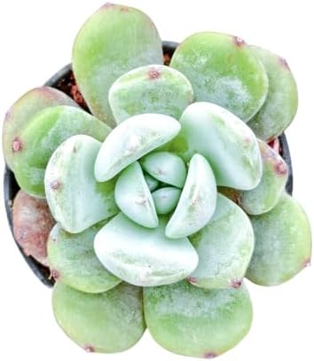 Sprout N Green Echeveria sp. 'Angel Beauty', Live Succulent Plant by SproutNGreen