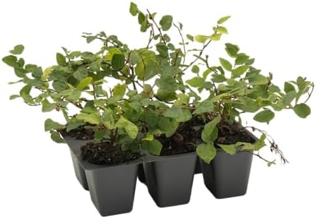 6 Creeping Fig, Live Plants – Ficus Repens – Fast-Growing & Versatile Climbing Vine in 2.5” Nursery Cubes – Perfect for Living Walls, Topiaries, Ground Cover & Indoor/Outdoor Decor - Image 6