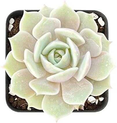 Sprout N Green Echeveria Lola, Live Succulent Rooted in 2" Pot with Soil by SproutNGreen