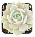 Sprout N Green Echeveria Lola, Live Succulent Rooted in 2" Pot with Soil by SproutNGreen
