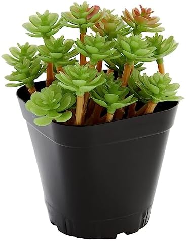 Juvale Square Nursery Pots - Seedling Planters with Drainage Holes - Versatile Pots for Plants & Succulents - Space-Saving Stackable Planters - 2.6 in, Pack of 150, Black - Image 6