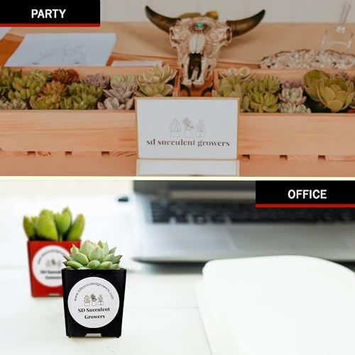 64 Pack Live Succulents Plants Mystery Pack - Variety of Well Rooted Plants in 2 Inch Pots - Real, Small, Assorted Houseplants for Indoor, DIY, Home Decor, Wedding, or Birthday Gifts - Image 3