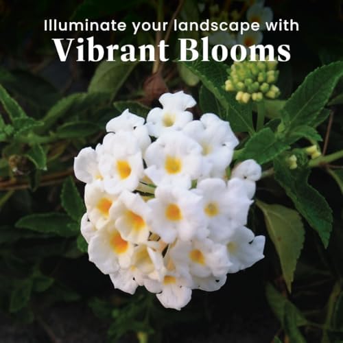 American Plant Exchange Lantana 'White Lightning' – 6-Inch Pot – Live Flowering Shrub with Bright White Blooms, Heat-Tolerant Outdoor Plant for Gardens, Patios, Containers & Landscapes - Image 2