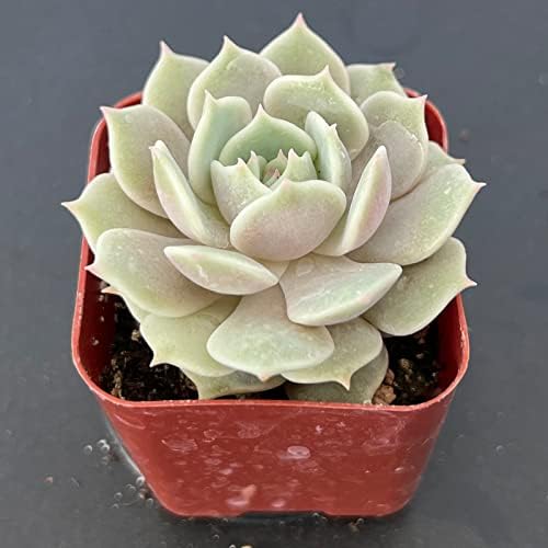 Sprout N Green Echeveria Lola, Live Succulent Rooted in 2" Pot with Soil - Image 3