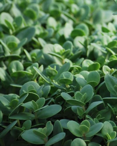 Perennial Farm Marketplace Sedum Sunsparkler® 'Lime Zinger' (Stonecrop) Groundcover, 1 Quart, Soft Pink Flowers - Image 2
