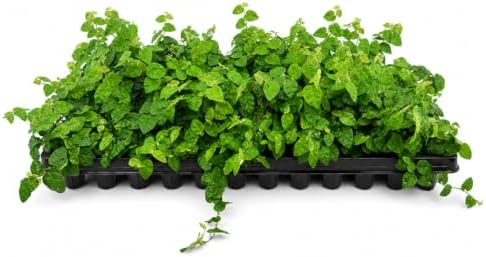 Creeping Fig Vine | 10 Live Plants | Ficus Pumila | Fast-Growing Ground Cover | Evergreen Climbing Vine for Walls & Trellises by FloridaFoliage