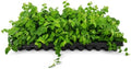 Creeping Fig Vine | 3 Live Plants | Ficus Pumila | Fast-Growing Ground Cover | Evergreen Climbing Vine for Walls & Trellises by FloridaFoliage