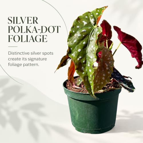 Live Begonia Maculata Plant - Polka Dot Angel Wing Houseplant Vine - Image 3