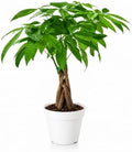 Money Tree Live Indoor Plant | 14-22 Inches Tall Bonsai | Easy to Grow Houseplant | Home, Office, or Room Decor | Birthday, Housewarming Gift in 4 Inch Pot by hopewindplants