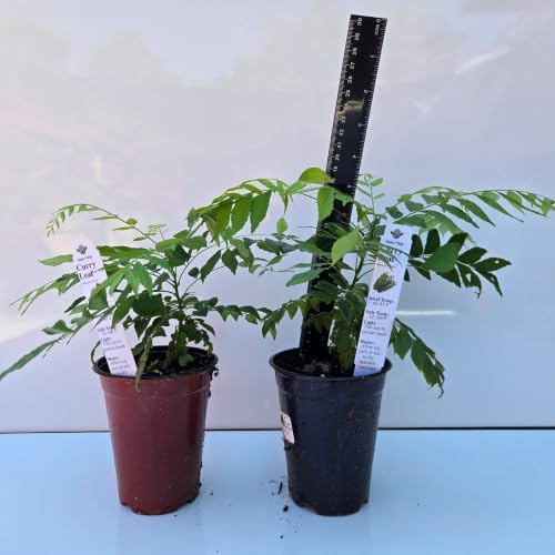 Daisy Ship Curry Leaf Fast-Growing - 2 x 4 inch Cups - Image 2