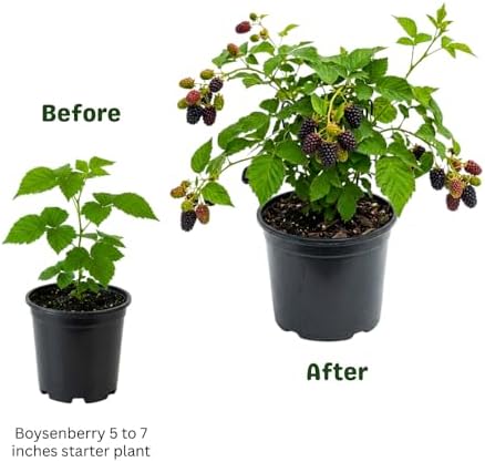Thornless Boysenberry Live Plant, Sweet Berry Bush, 5-7 Inch Tall - Image 3