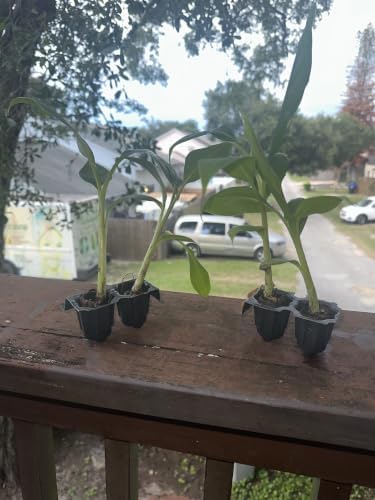 Dwarf Cavendish Banana Plants – 4 Live Starter Plugs, Tropical Fruit Tree for Patio, Container & Indoor Growing - Image 3