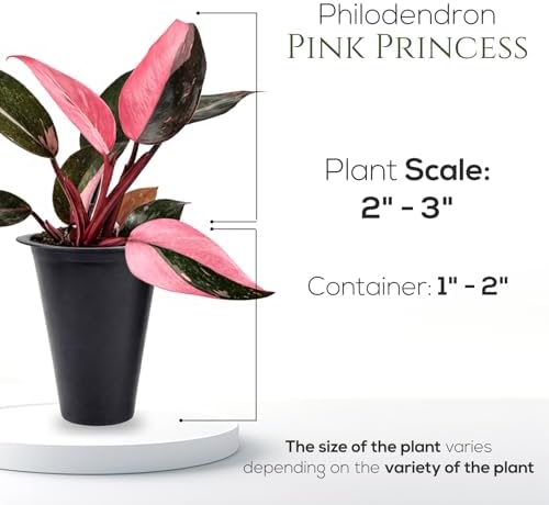 Philodendron Collection (4 Pack) - Birkin, White Princess, Pink Princess, Gloriosum-Rare Variegated Indoor Houseplants, Tropical Plants Live, Live Plants - Image 7