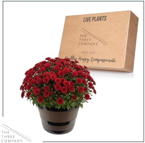 Chrysanthemum (Wine Barrel Deco Pot), Red Blooms, Live Fall Flowering Perennial, 15" Tall by 12" Wide in 3 Qt Pot - Image 6