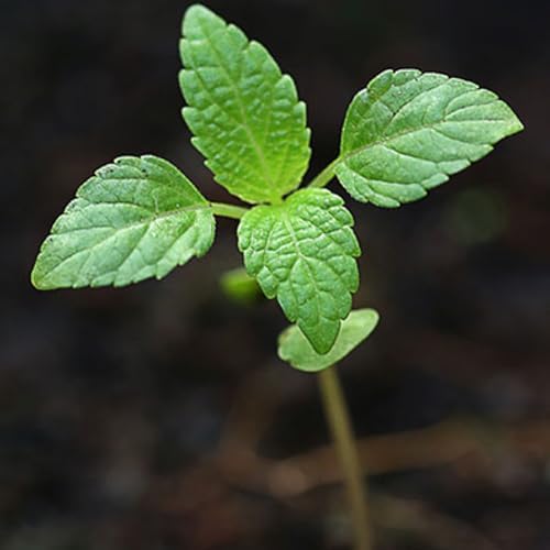 Seed Needs Peppermint Seeds to Plant an Herb Garden - 10 Packs - Image 7