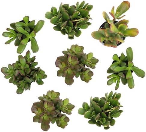 Altman Plants Live Jade Plant Collection (8PK), Classic Jade Plants in 2.5" Pots, Mini Succulents, Sunset Jade, Live Succulents, Crassula Ovata, Variegated Live Plants & House Plants in Succulent Soil - Image 6