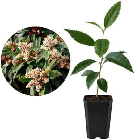 Bronze Loquat Tree Live, Eriobotrya Deflexa, 2-Inch Pot - Image 2