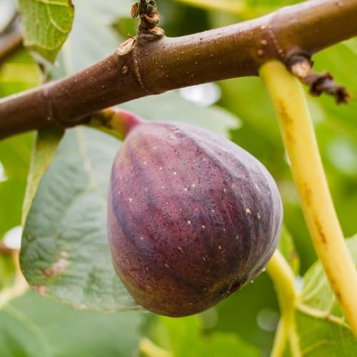 Fig Tree Collection (4 Pack) Edible Fruit Plant from Our Optimal Picks | Easy to Grow Plants for Sustainable Living | Grow Your own Food on Your Edible Organic Garden | Live for Planting | No Seeds - Image 7