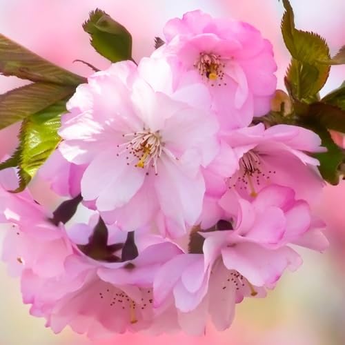 Light Pink Cherry Blossom Tree, Ornamental Plant Live, 6-12" Tall, in Pot - Image 4
