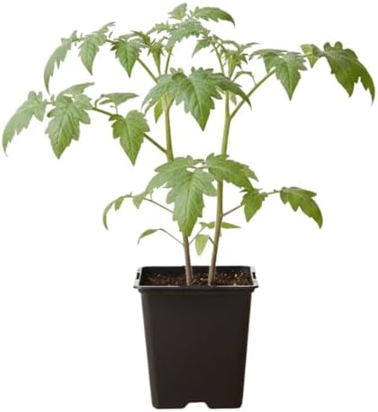 Cherry Tomato Plants Live for Planting, 4 Inch Pot - Image 2