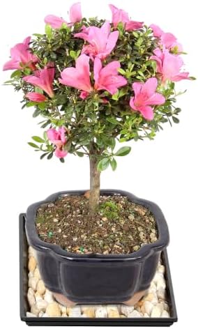 Brussel's Bonsai - Medium Satsuki Azalea Live Bonsai Tree, Potted Outdoor Plant - Image 2
