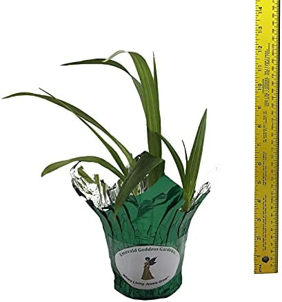 Beltilla Yokohama Kate Lavender Terrestrial Ground Orchid Live Plant - Image 5